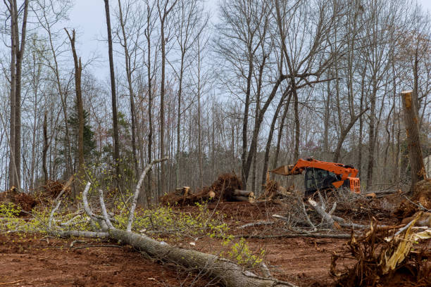 Best Tree Removal  in , IL